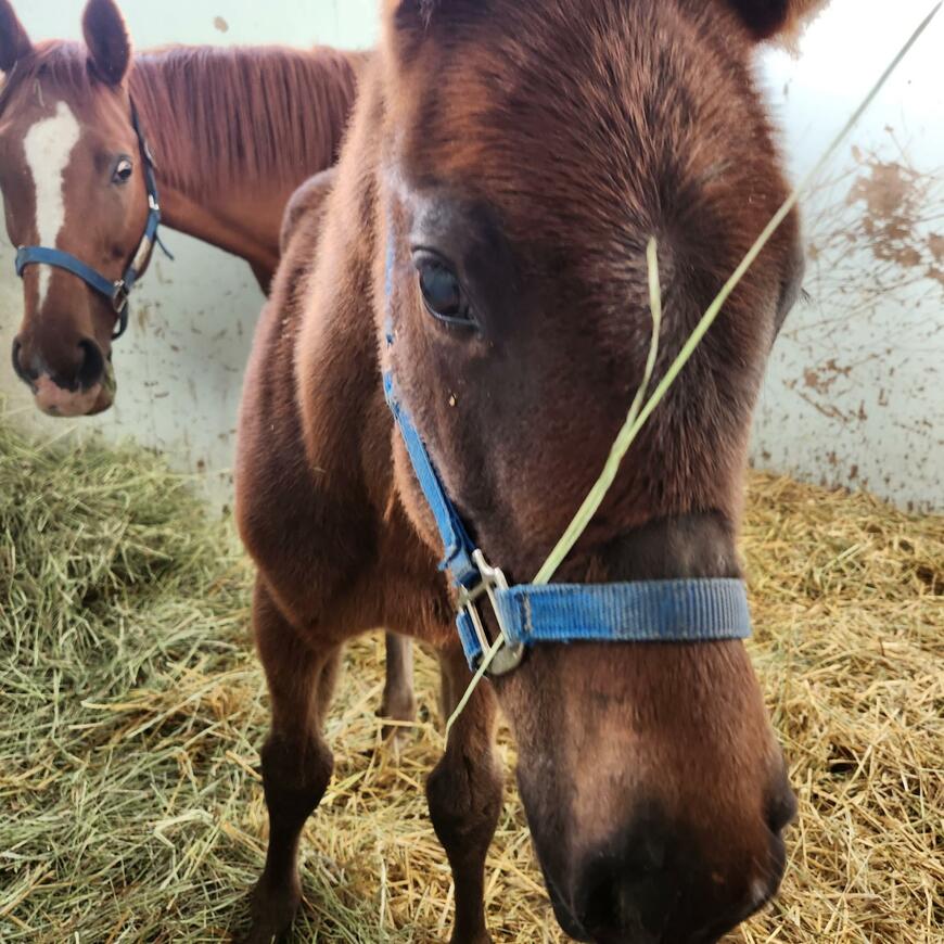 出所：白井牧場ツイッターアカウント
