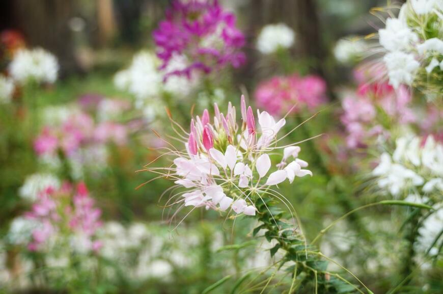 Aoy_Charin/shutterstock.com