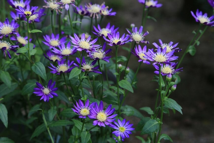 Y_Hirosan/shutterstock.com