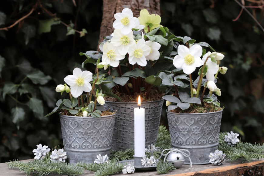                                                           　 Natalia Greeske/shutterstock.com