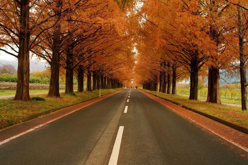 LesserCuckoo/shutterstock.com