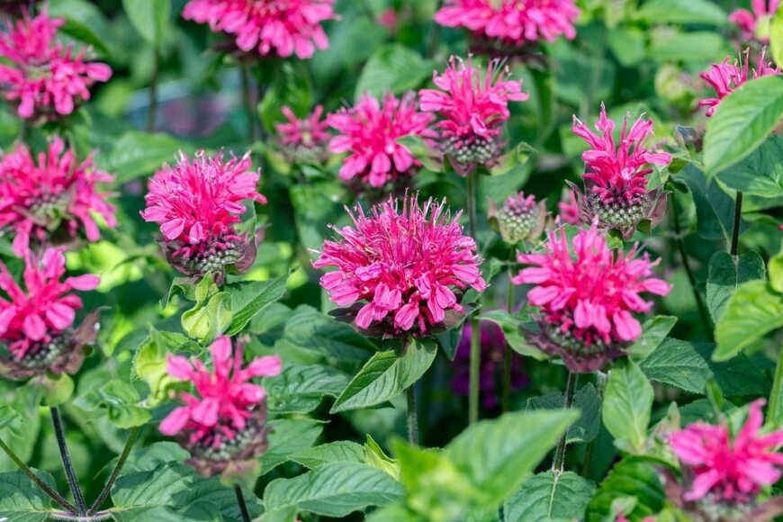 【植えっぱなし＆初心者OK】毎年初夏から花が咲く「宿根草」3選！楽ちん＆おしゃれな庭づくり