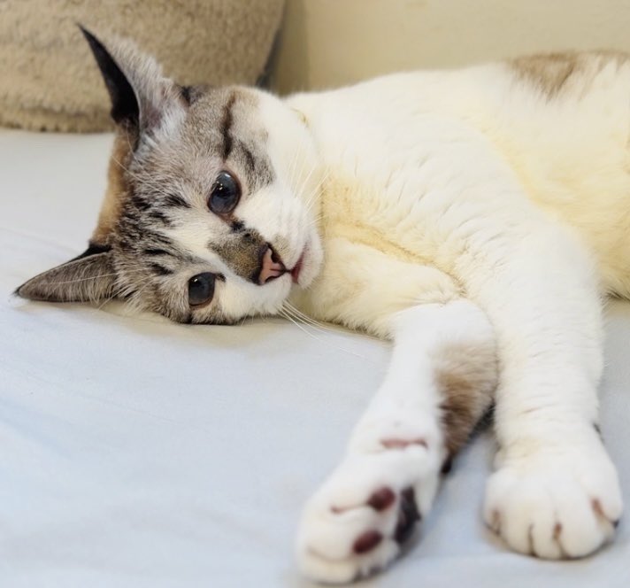 出所：@piennekomint