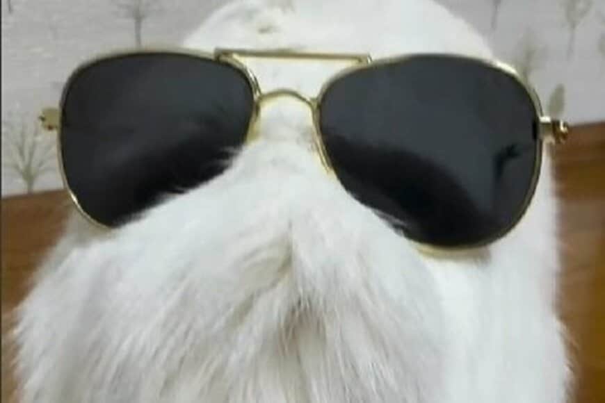 サングラスをかけた「モフモフの正体」はまさかの猫ちゃん 思わず二度見してしまう姿が話題に