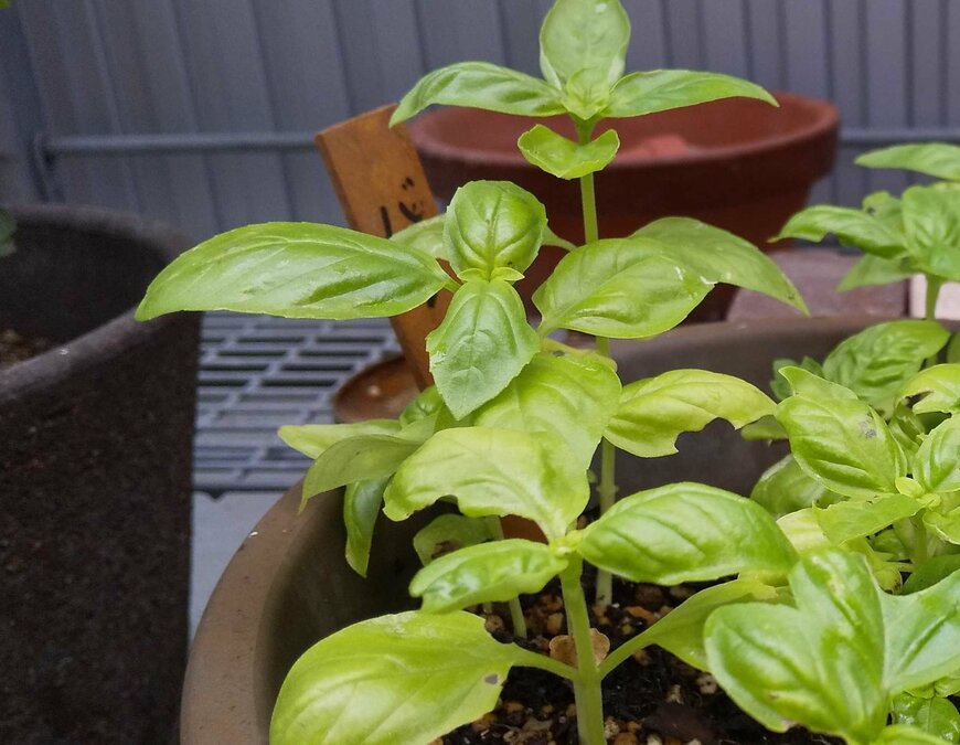 種から育てたバジル。触っただけで手に香りがうつる。