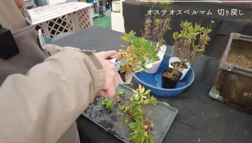 出所：@petit_fleur