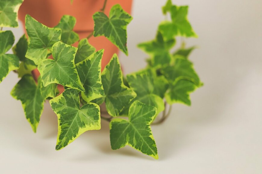 Phuttharak/shutterstock.com