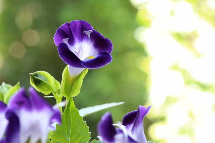 miwa_in_oz/istockphoto.com