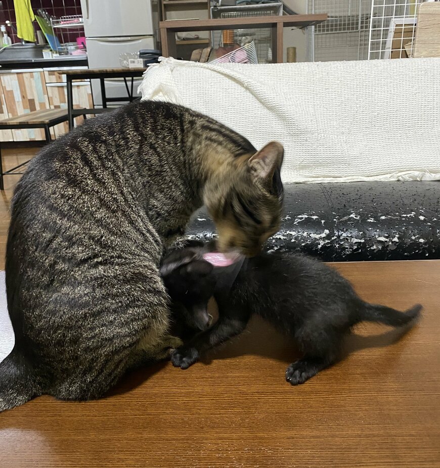 出所：@00shitemita