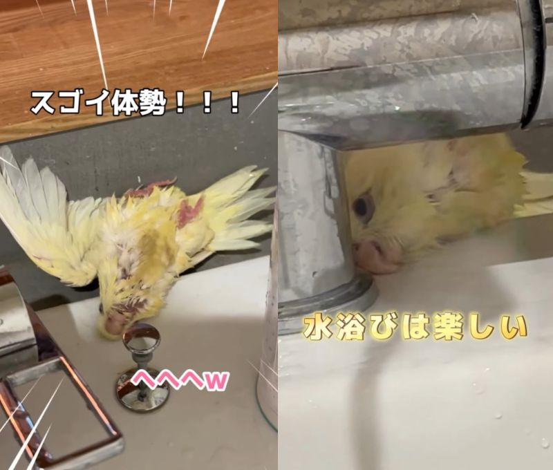 出所：@daiinkoteikoku_soraoto