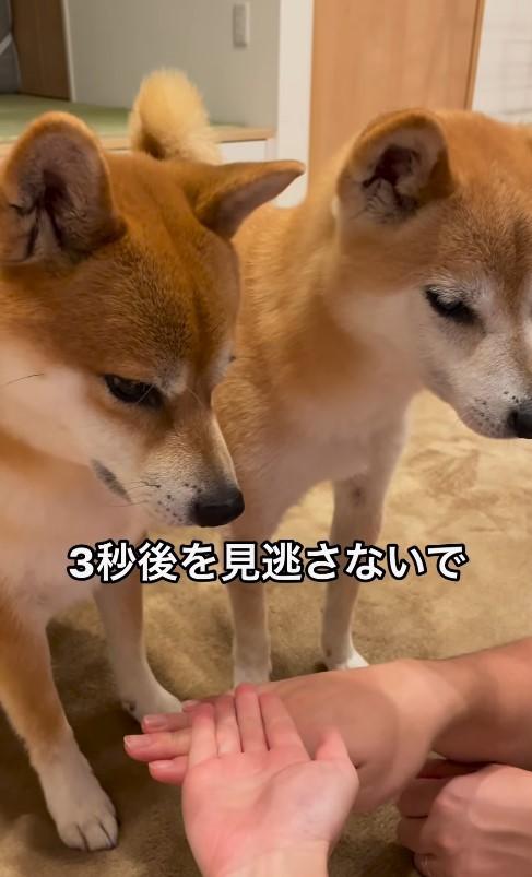 出所:wasa.mooooochan