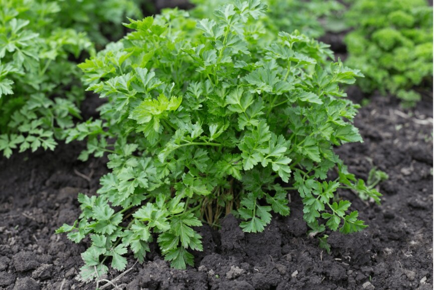 Iurii Garmash/istockphoto.com