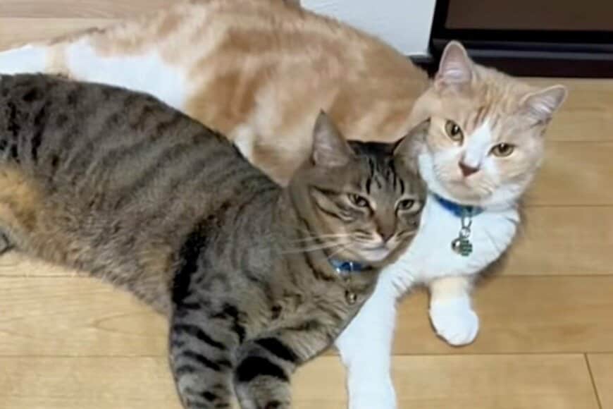 【演技派猫の爆誕】じゃれ合う猫たちをよく見てみると…　「まさかの表情」に釘付けになってしまう