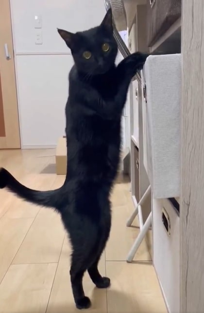 出所：@Teagle_Noir