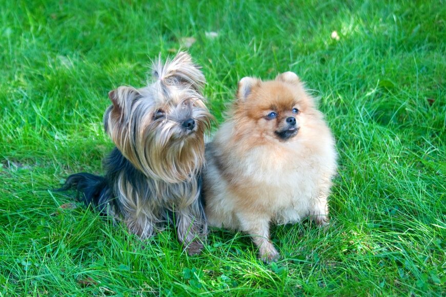 tandemich/shutterstock.com