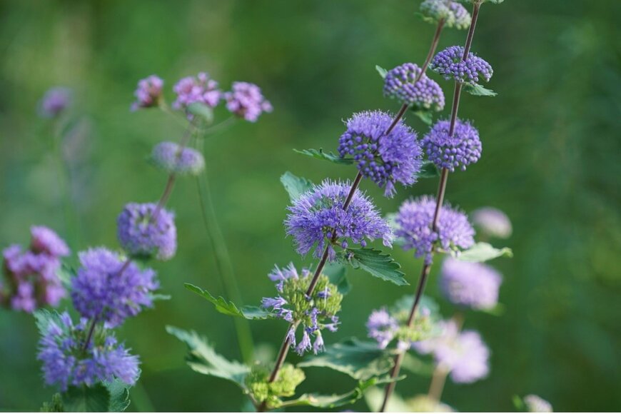 shufilm/shutterstock.com