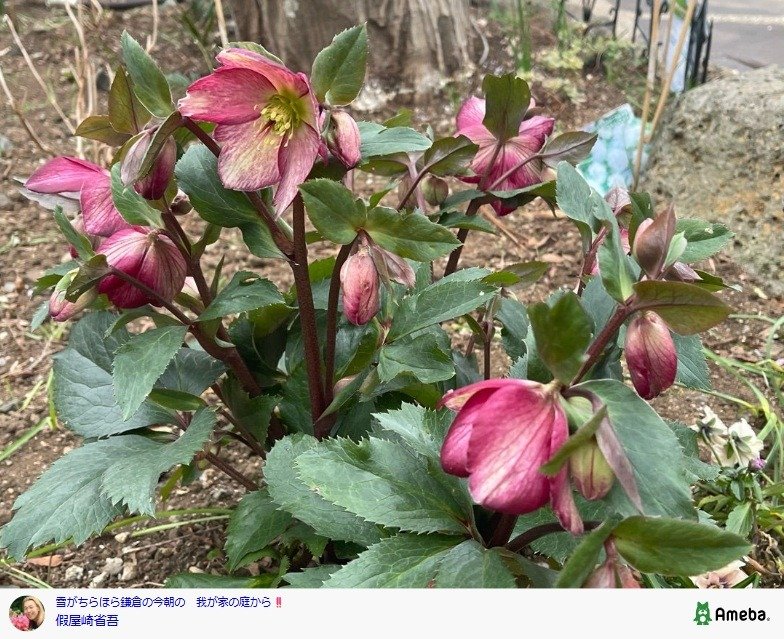 出所： 假屋崎省吾の公式ブログ　参照日：2026年2月13日