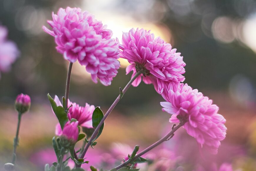 Serhii Brovko/Shutterstock.com