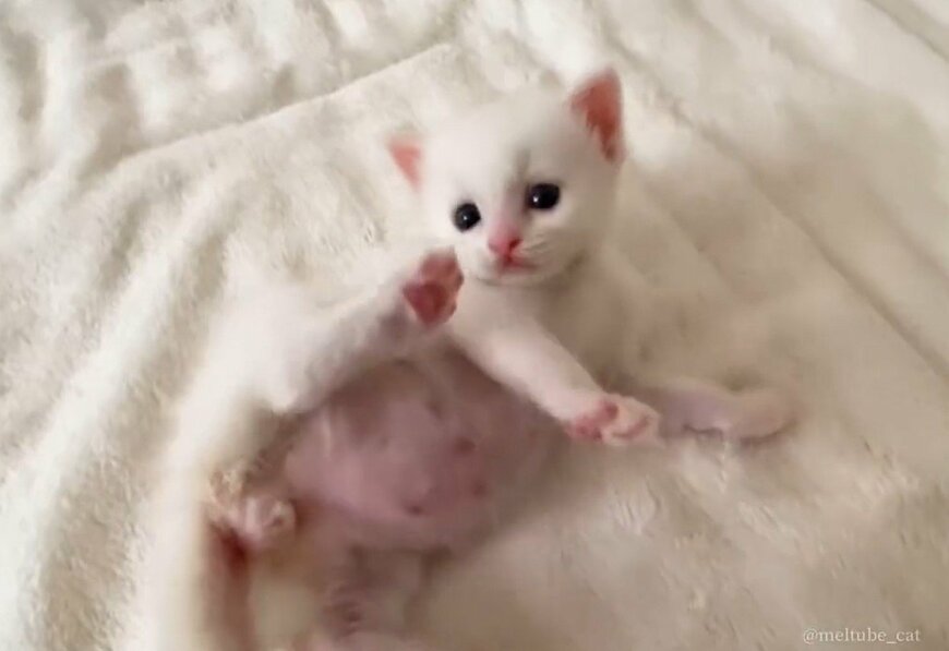 出所：@meltube_cat