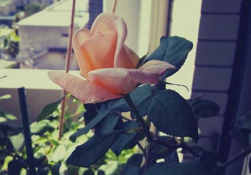 ハイブリッドティーのジュリア（LIMO編集部）