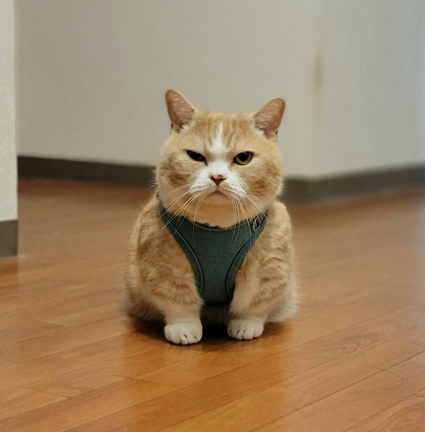 出所：@nekotansoku 