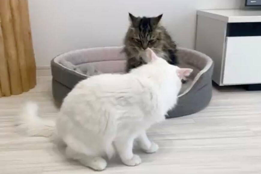 出所：@meltube_cat