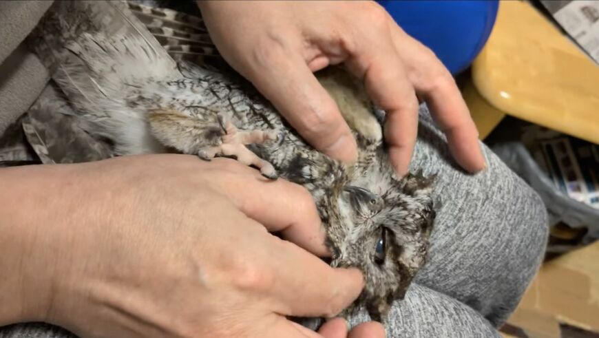 出所：＠keiko1527