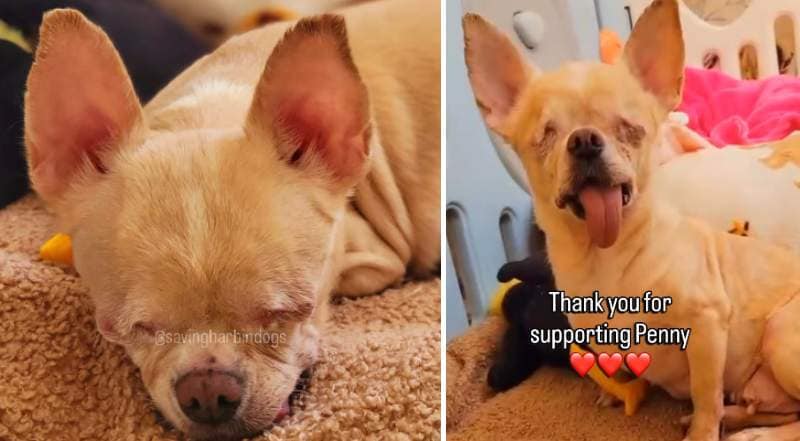 出所：<u><a href="https://www.instagram.com/p/DZfHPBppfZt/" target="_blank">@savingharbindogs</a></u>
