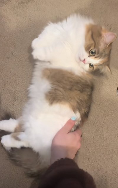 出所：@maguro_hokke