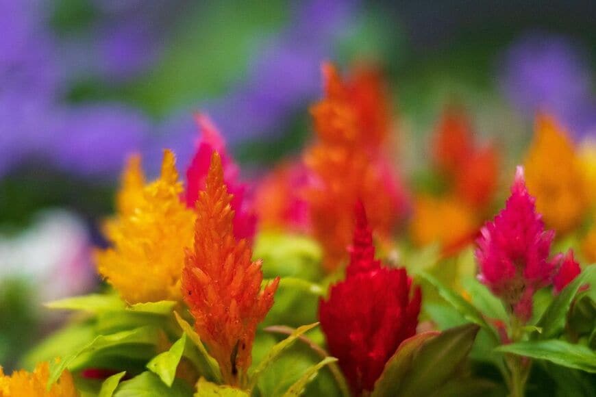 たった3苗で【センスのいい秋の寄せ植えづくり】狭い玄関先にも飾れるおしゃれな組み合わせ3例