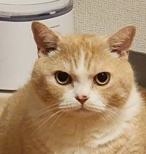 出所：@nekotansoku