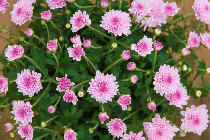 Irina Mos/shutterstock.com