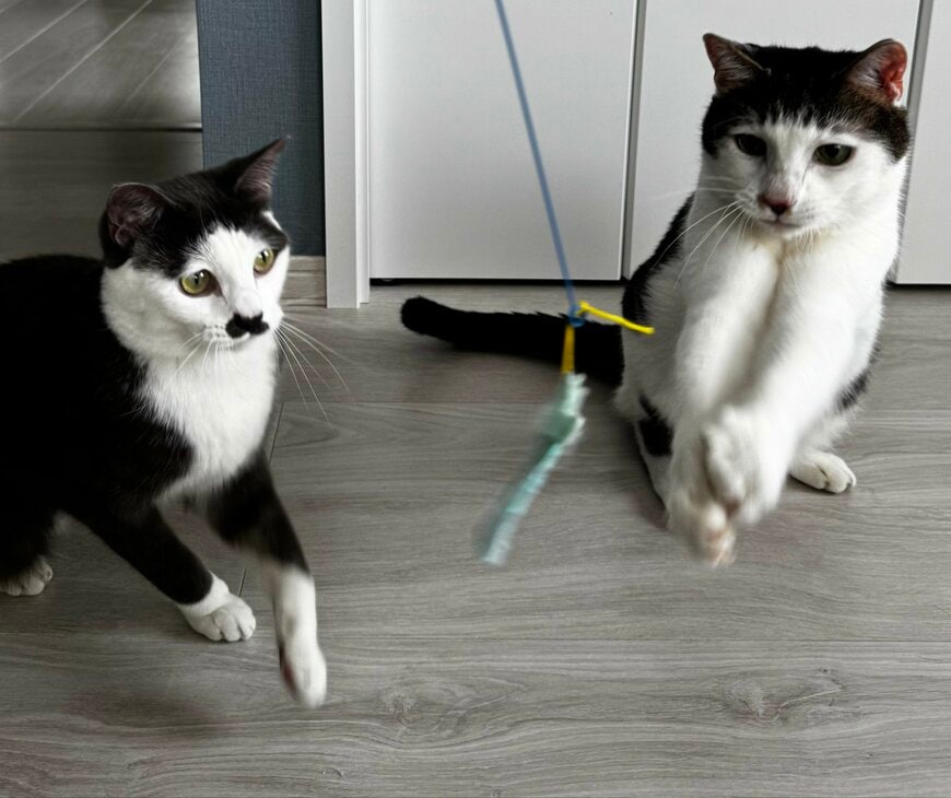 【保護猫】2匹の子猫期の写真 「どっち派？」の問いかけに「選べません！」の声