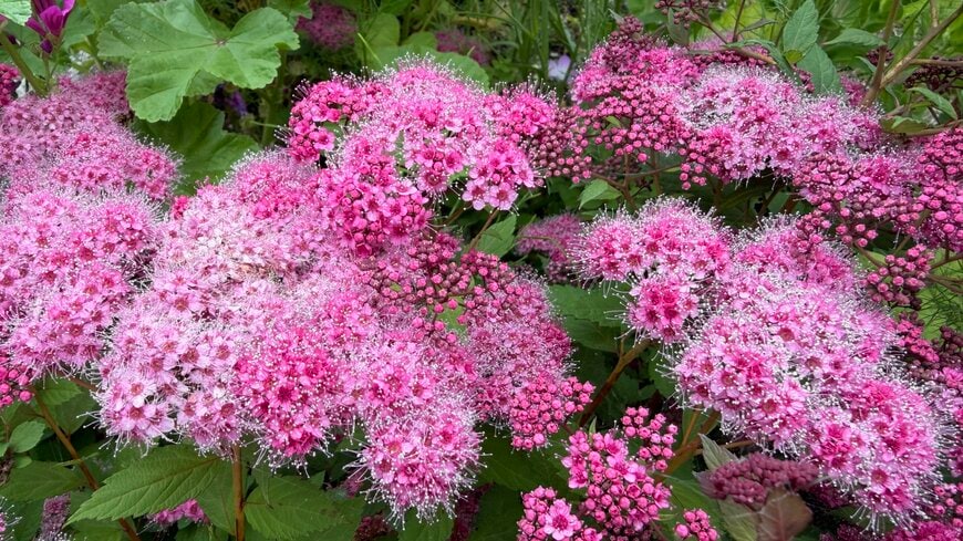 1株で何度も美しい！植えてよかった！暑さに強い「鉢植えOKの小さめ低木」玄関先やベランダにも！〈可愛すぎる花〉や〈秋の紅葉〉も楽しめます