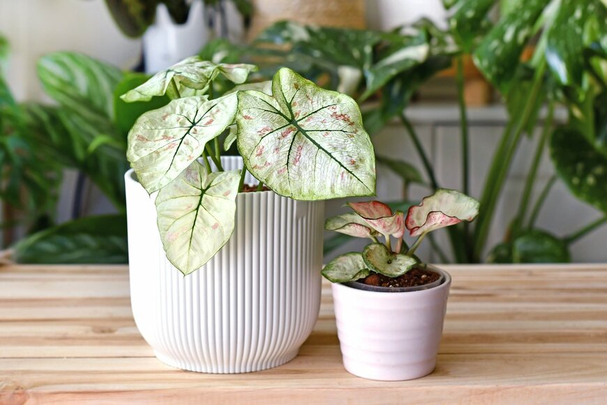 Firn/Shutterstock.com