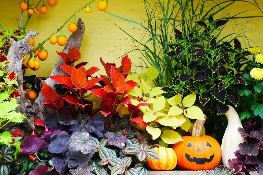 【ガーデニング】ハロウィンカラーで秋っぽさ満点！寄せ植えに使いたいお洒落な植物・おすすめ9選