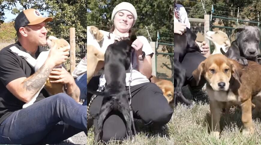 子犬たちとふれあうスタッフの様子