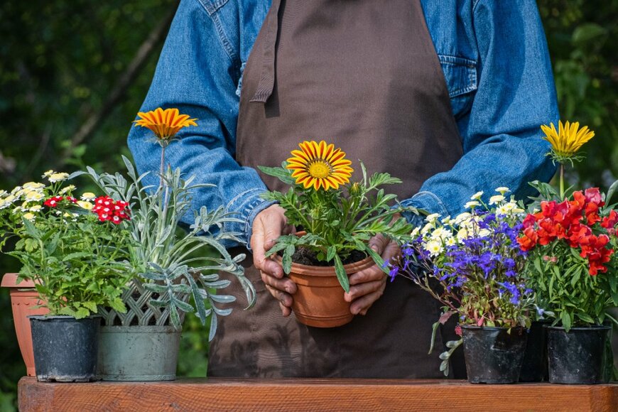 オステオスペルマムの鉢植えを手に持ったガーデナー