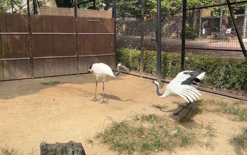 神戸市立王子動物園