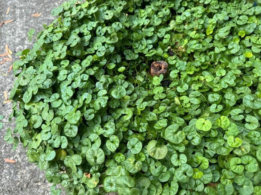 ディコンドラの葉