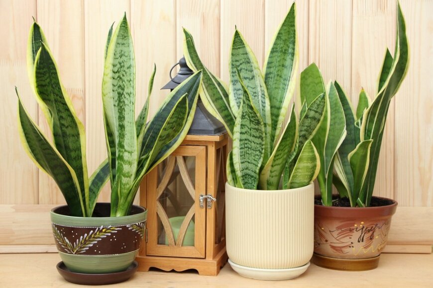 観葉植物サンスベリアの鉢植えが3つ並んでいる。