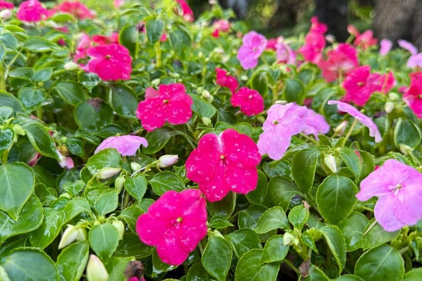 ピンクや赤の花を咲かせている、インパチェンス