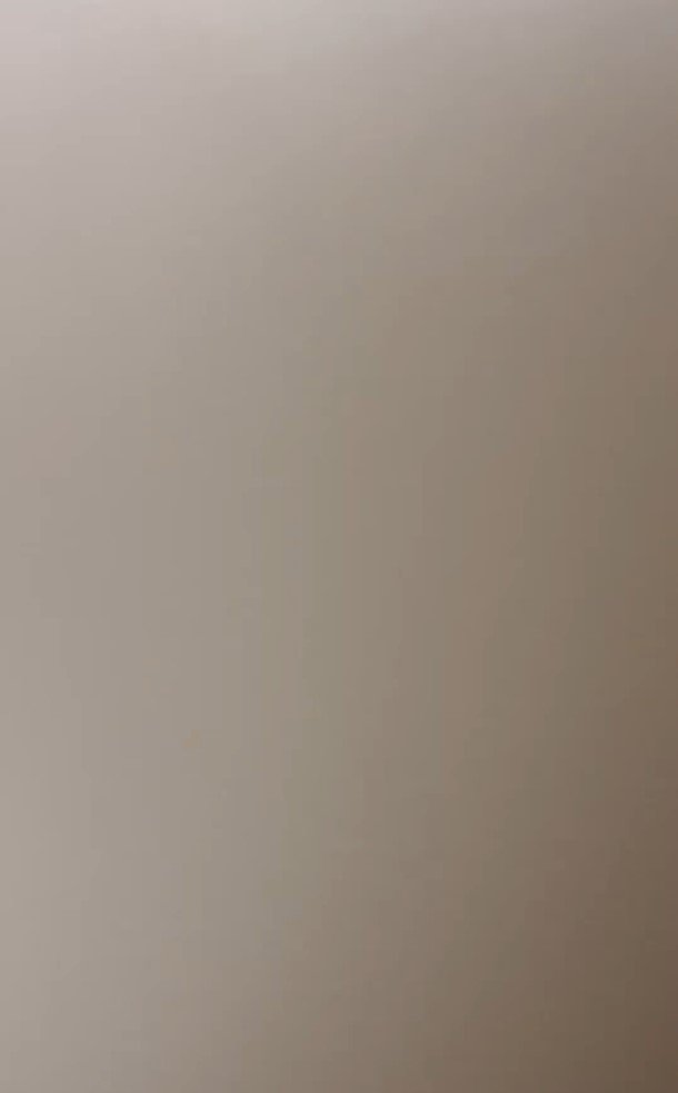 クッションを持ってくる犬