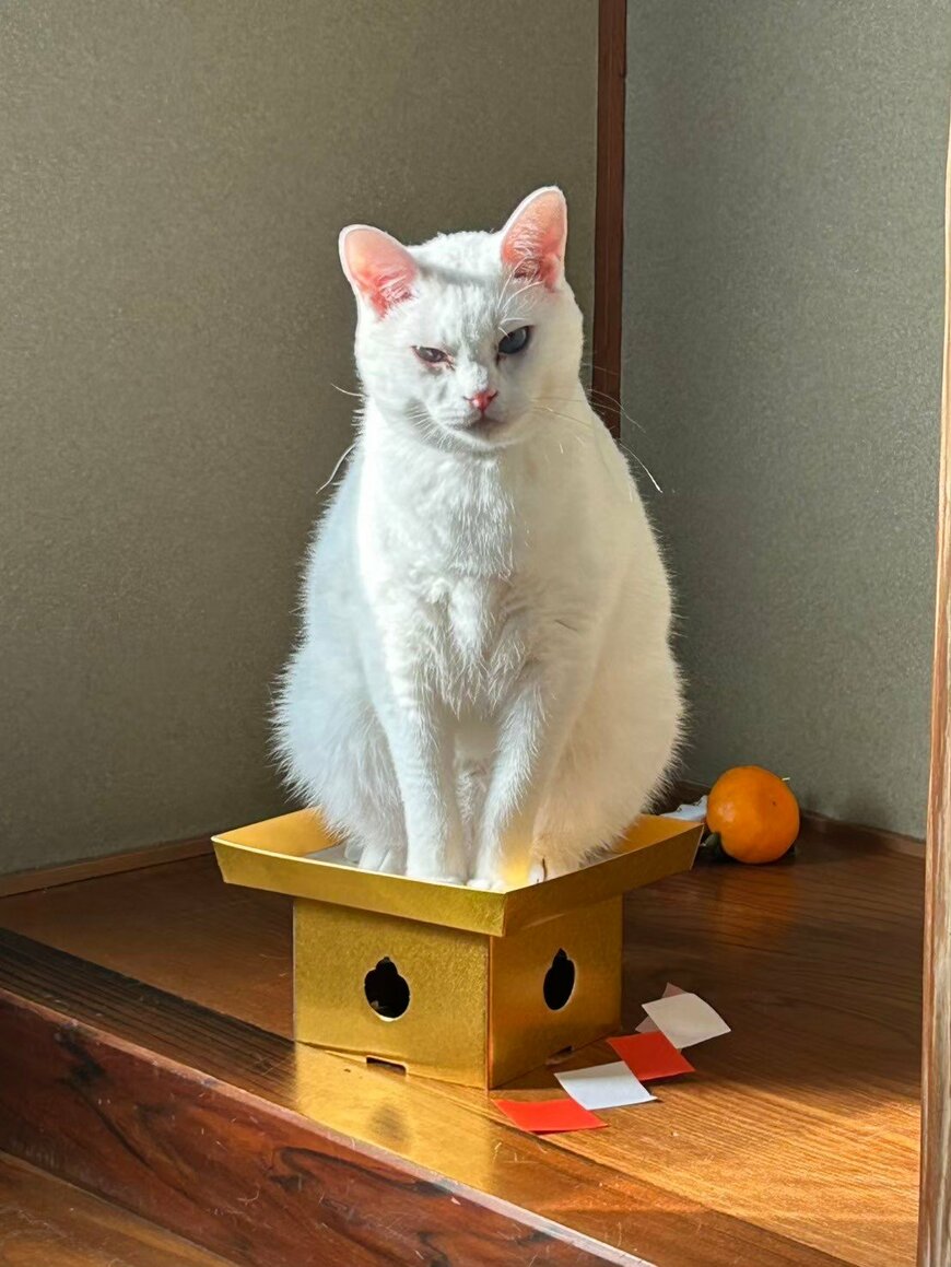 我こそが鏡猫だにゃ