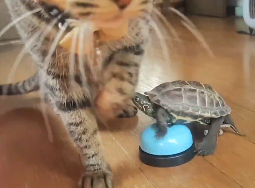 ふいに歩き出す小雪ちゃん 慌てる軍曹くん