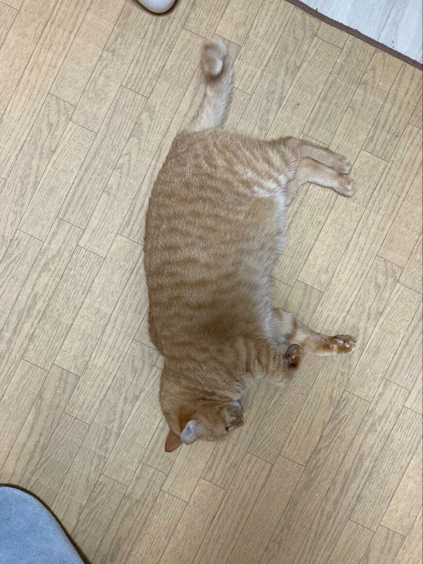 ホットカーペットで脱力する猫