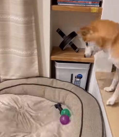 おもちゃを見つめる犬