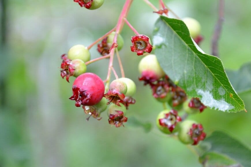 ジューンベリーの実。まだ緑だが、先が赤みがかっている。