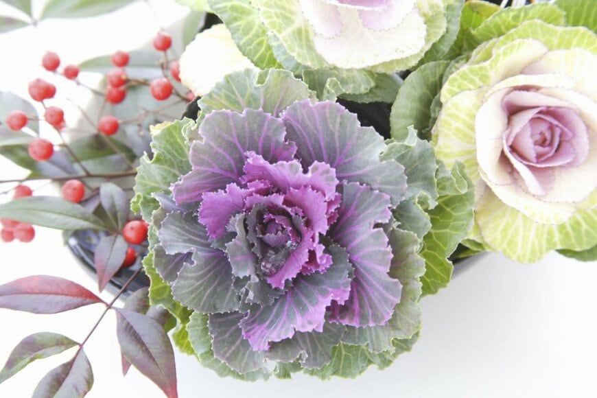 紫や白のハボタンと、赤い実を付けたナンテンの寄せ植え
