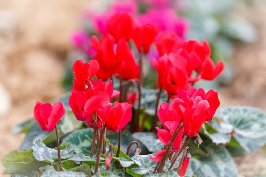 赤い花が満開のガーデンシクラメン